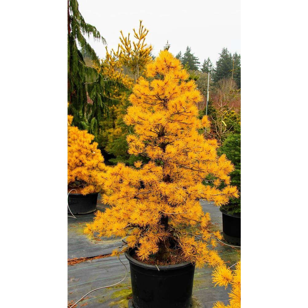 100 sements pinheiro imperial amarelo com manual de cultivo l | Shopee ...
