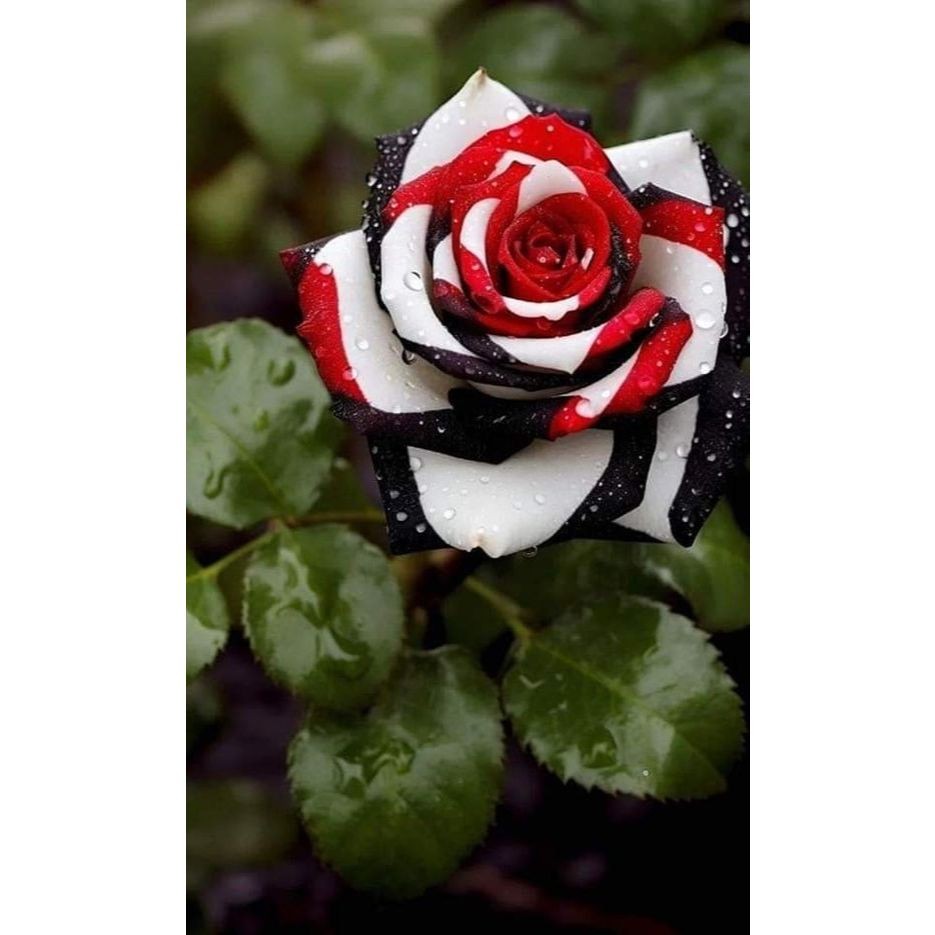 100 sements, rosa tres cores com manual de cultivo pronta entre