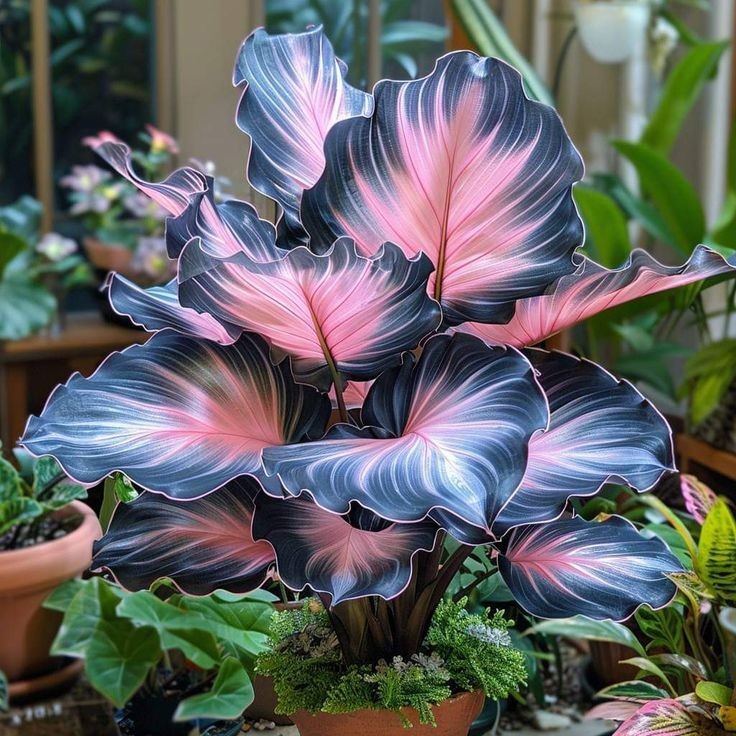 Imagem do Caladium Névoa da Chapada 1