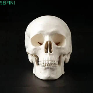 Modelo SEIFINI Skull , Cabeça Humana Conveniente Removível , 92x99x71mm Resina De Estudo Mini Anatômica De Crânio Suprimentos Escolares
