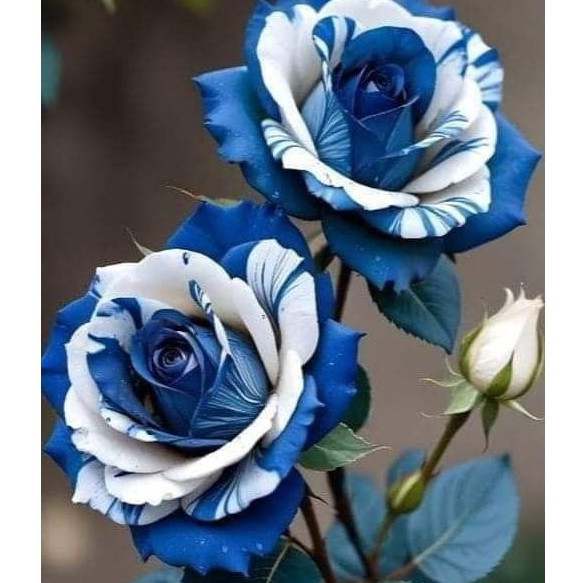 Rosa Tiger Azul - imagem 1