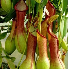 40 Sementes Planta Carnivora Nepenthes Viking pra fazer mudas T28