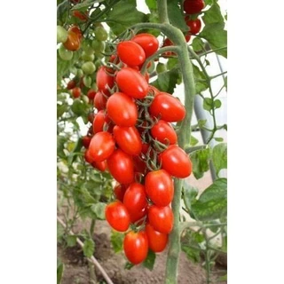 tomate japones em Promoção na Shopee Brasil 2025