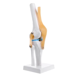 SA Anatomia Anatômica Humana Do Joelho Modelo De Flexível Esqueleto Médica De Aprendizagem