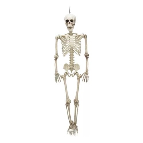 Caveira Esqueleto Grande Anatomia 1.65 cm Articulado Halloween Anatomia