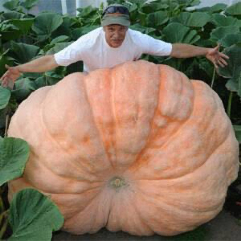 30 Sementes Abóbora Gigante