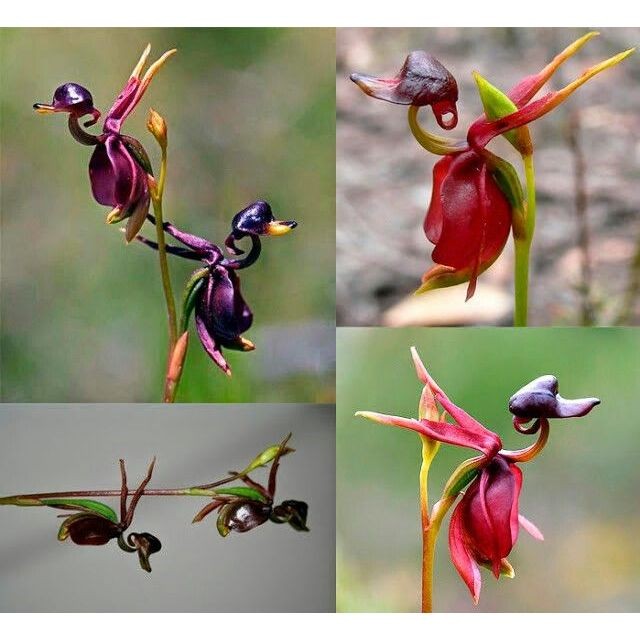 100 sementes orquídea pato voador