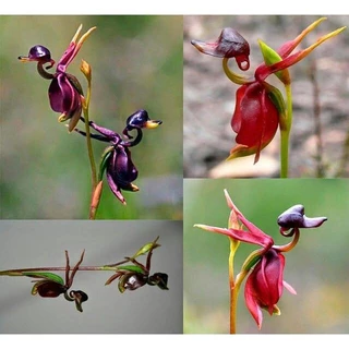 100 sementes orquídea pato voador