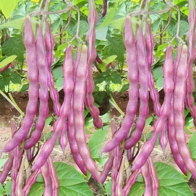 200 500 Sementes de Feijão Roxo Francês de Alto Rendimento, Sementes de ...