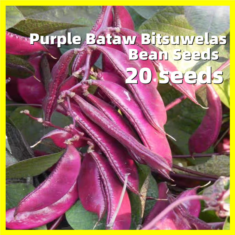 Sementes Raras de Feijão Roxo Jacinto Bataw Bitsuwelas 200 500 Sementes ...