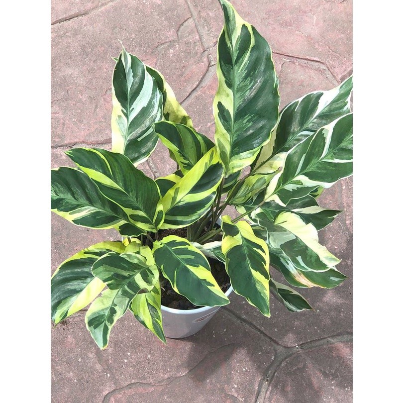 100 sements maranta emperor japonesa | Shopee Brasil