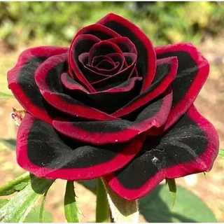 100 sements, rosa trinite ,com manual de cultivo pronta entre