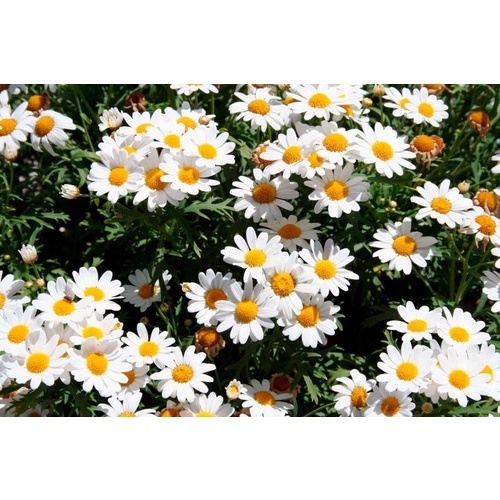 Margarida Gigante Branca 3