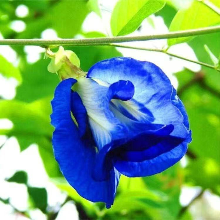 Ervilha Borboleta Roxa (200 500 sementes) - Clitoria Ternatea Ervilha ...