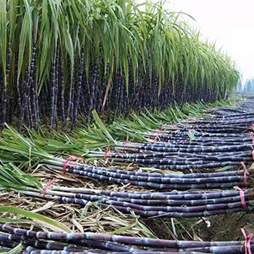 p-s-200-500-sementes-de-cana-de-a-car-gigantes-sementes-de-frutas