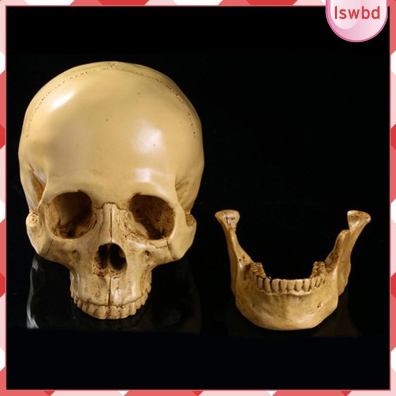 Earlywish Arts - Modello Cranio Umano In Resina 1:2 - Replica Anatomica Realistica Per Medici, Studio D'Arte E Disegno - 10x7x8 Cm - 5