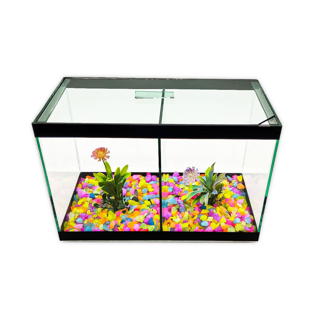 Aquário N3 Duplo Com Divisão Decorado 30x15x20 8,5l 2 Peixes