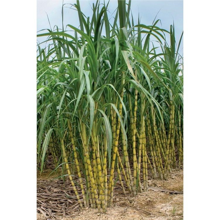 100-sementes-cana-de-acucar-com-manual-de-cultivo-envio-24h-ii-shopee