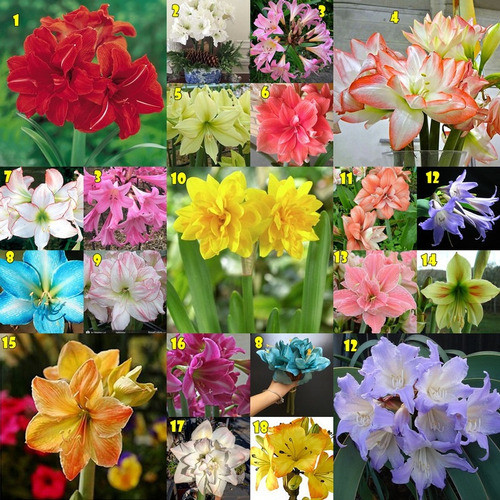 amaryllis コンピ CD amaryllis コンピ