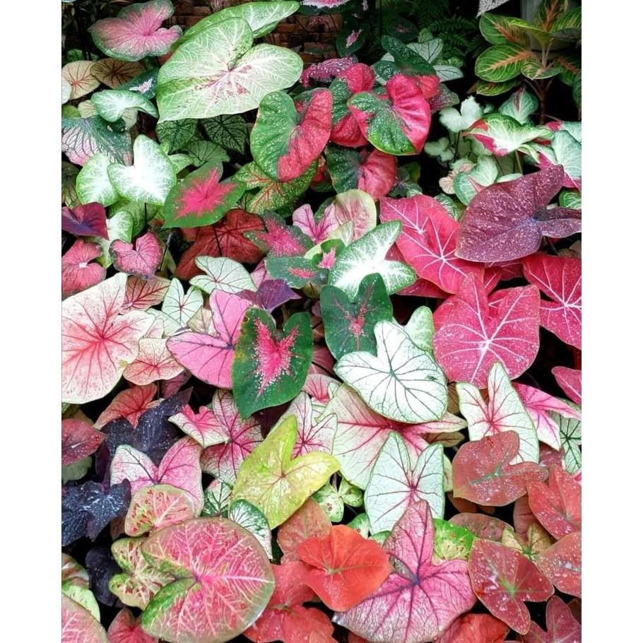 Je vends des plants d'adenium produits à la Réunion