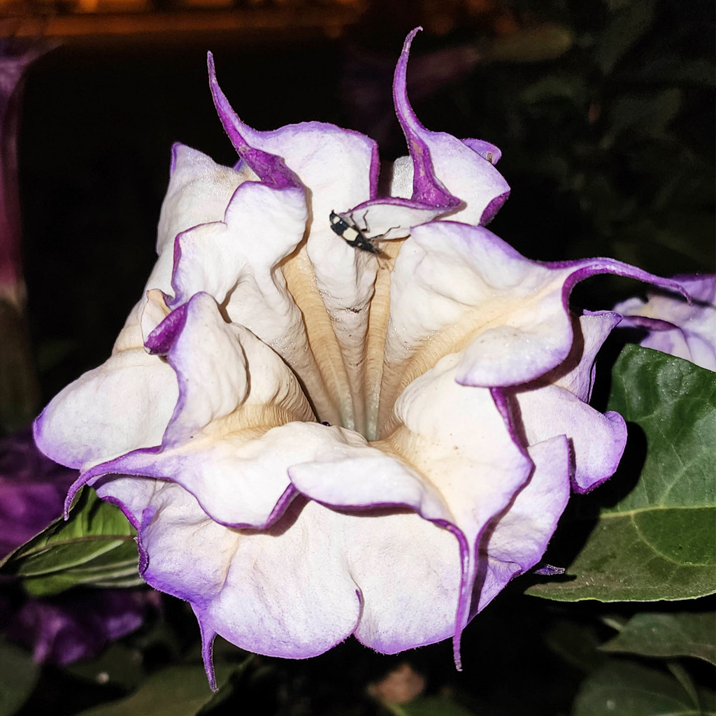 Datura出品 datura stramonium em Promoção na Shopee Brasil 2026