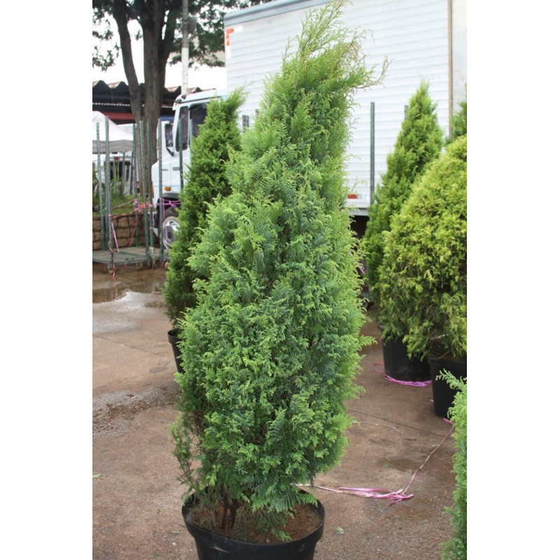 100 Sementes De Pinheiro Kaizuka - Juniperus Chinensis vx envio