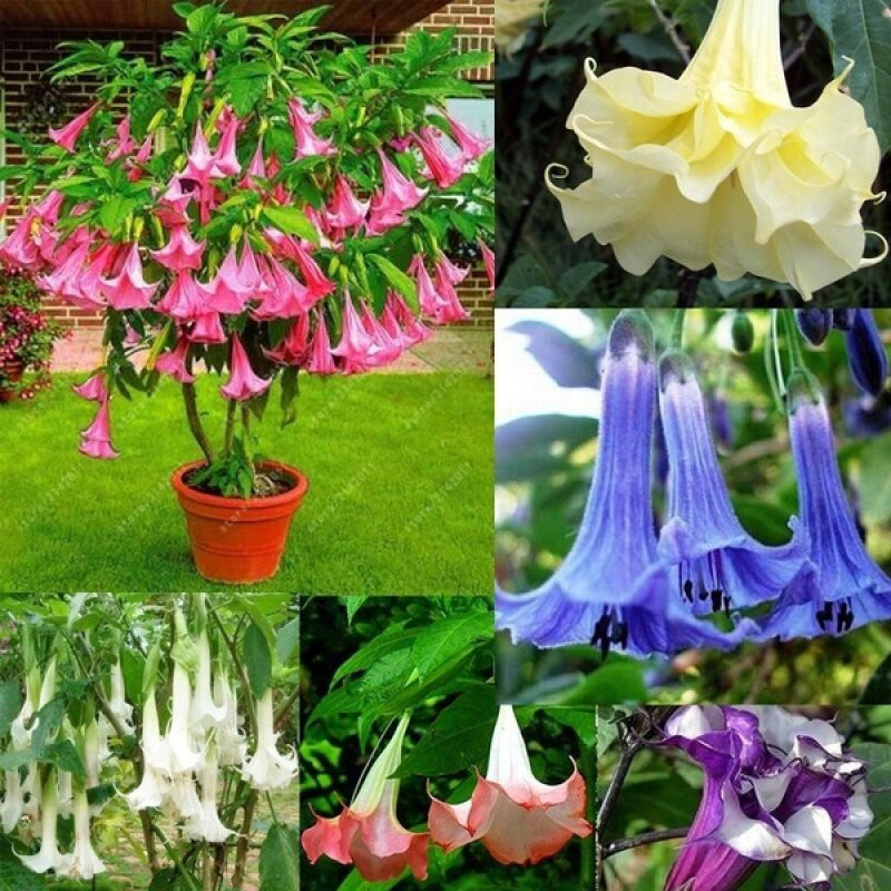 datura stramonium em Promoção na Shopee Brasil 2026