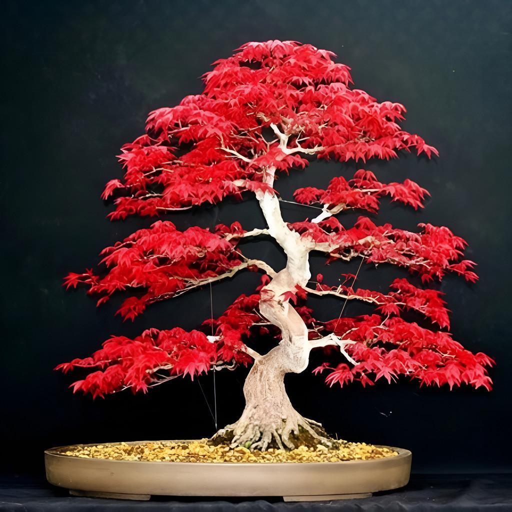 30 Sementes Bonsai Acer Palmatum Vermelho Árvore P Mudas kj em