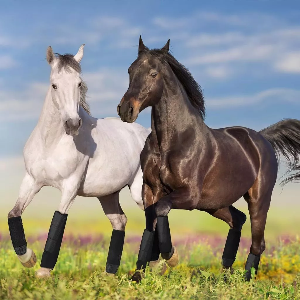 Protetores de Pernas para Cavalos: Segurança e Conforto para Seu Amigo Equino
