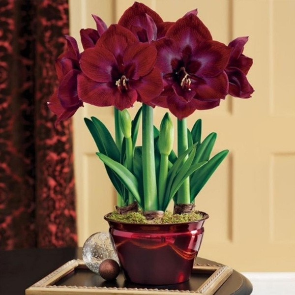 amaryllis コンピ CD amaryllis コンピ