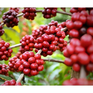 1000 Sementes De Café Arábica Para Mudas Liolin Garden