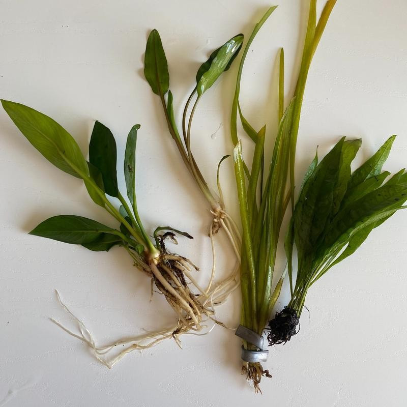 Conjunto de Plantas para Aquário de Peixes Betta, Incluindo Grama ...