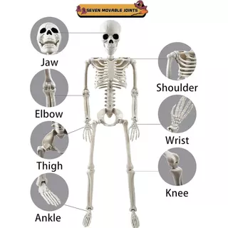 Decorações de Halloween ao Ar Livre, Pacote de 2 Esqueletos Humanos Articulados de 36" em Tamanho Real - Decoração de Ha