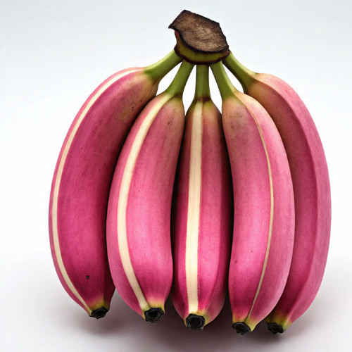 100 Sementes de Banana Rosa Listrada Com Manual de Plantio V V | Shopee ...