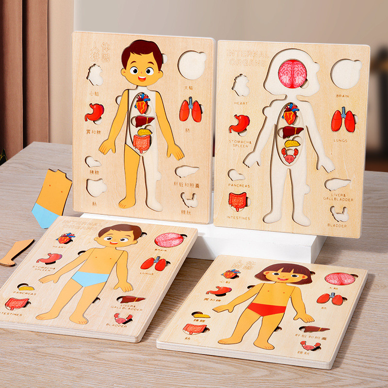 Quebra-cabeça de Estrutura do Corpo Humano para Crianças, Anatomia de ...