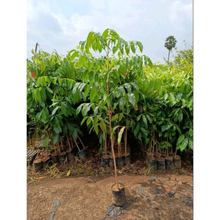 Prazer de cultivar 200 500 Sementes de Mogno para plantio