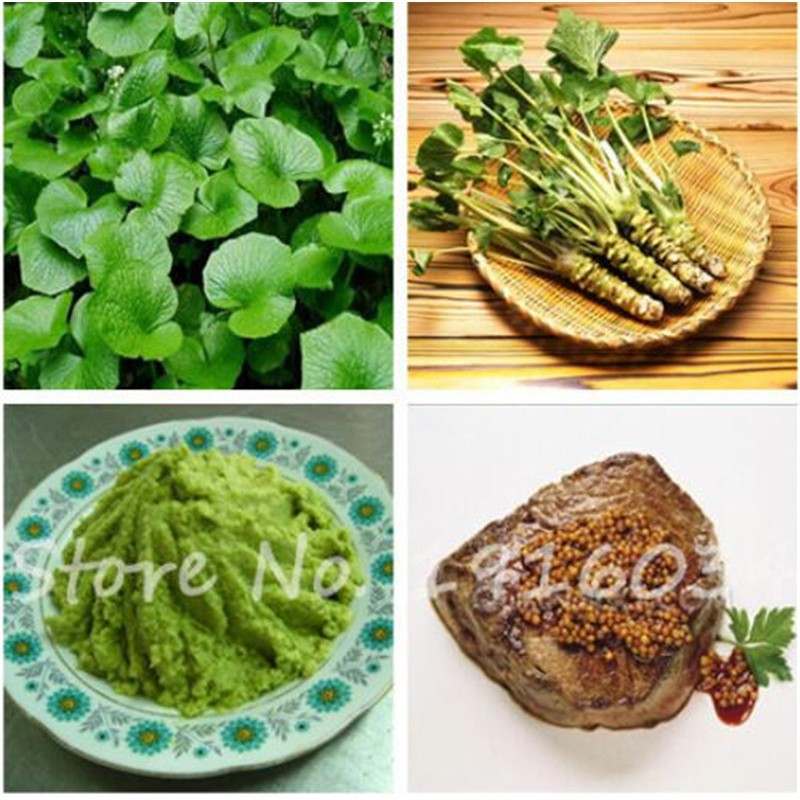 prazer de cultivar 50 50 Sementes Pcs Wasabi Japonês, Hortelã