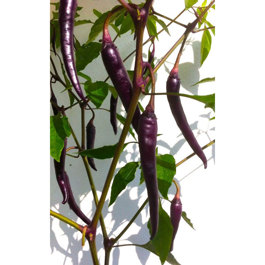 100 sements pimenta tartaro roxa tailandesa com manual de cultivo V V ...
