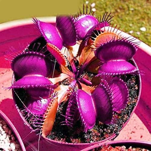 小物 samenyan 10 sements dioneia venus purple com manual de cultivo ENVIO RÁPIDO