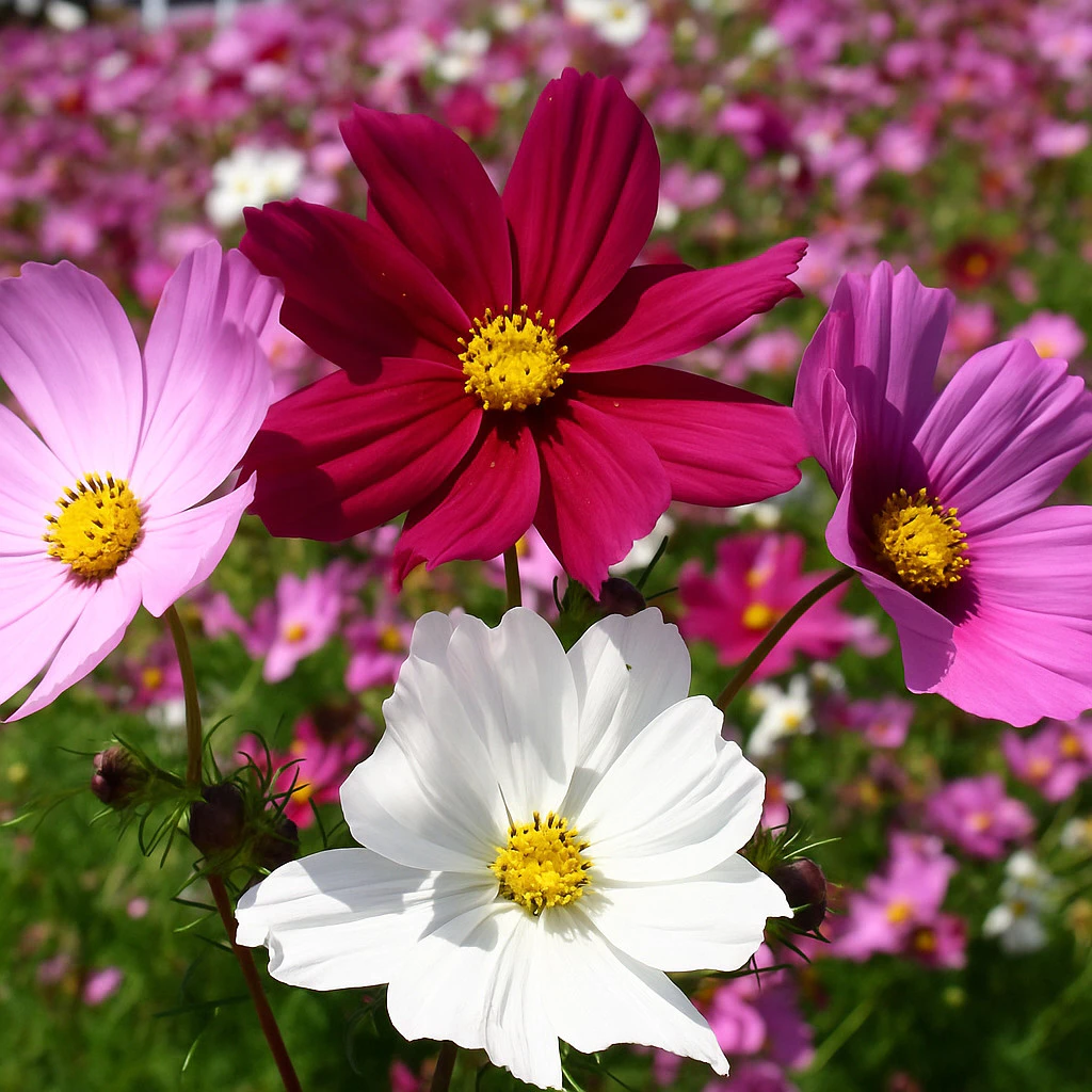 flores cosmos sortidas para vasos e canteiros