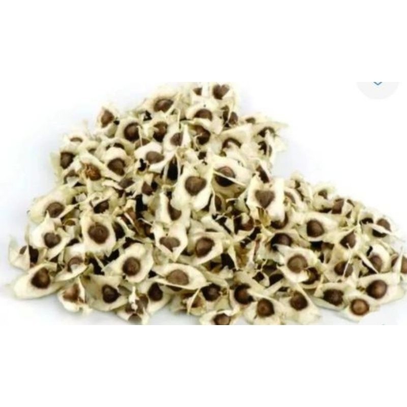 400 Sementes de Moringa Oliféra Árvore da Vida ( Alimentação Animal).