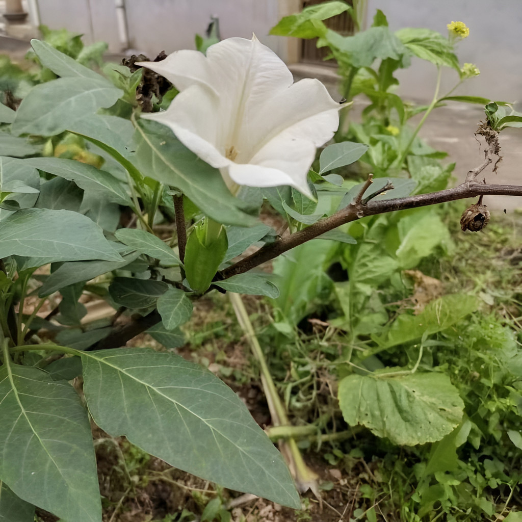 datura stramonium em Promoção na Shopee Brasil 2026