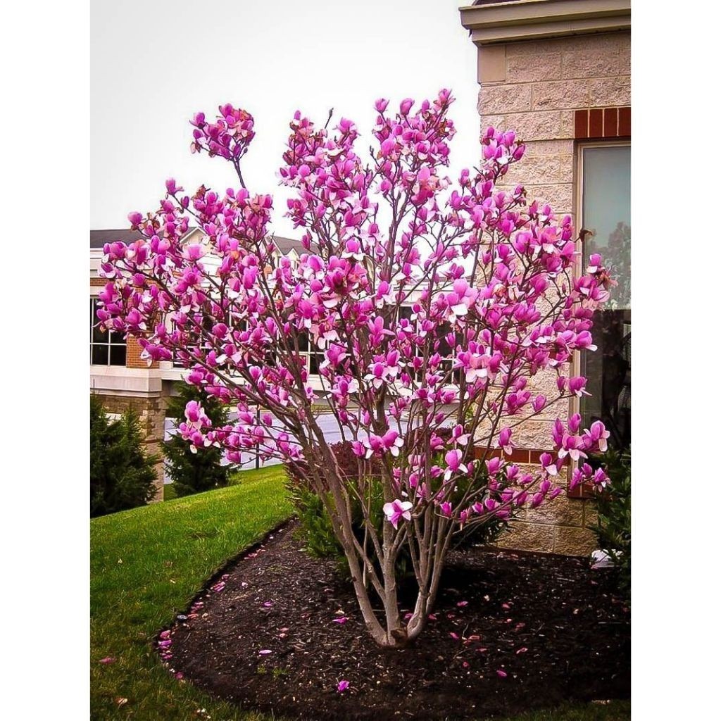 100 Sementes de Magnolia Rosa Com Manual de Cultivo | Shopee Brasil