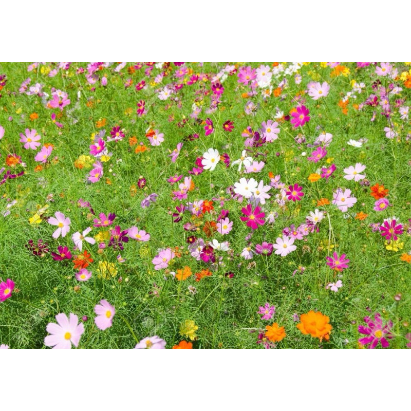 200 Sementes De Flor Cosmos Cores Sortidas + Manual de Plantio | ENVIO ...