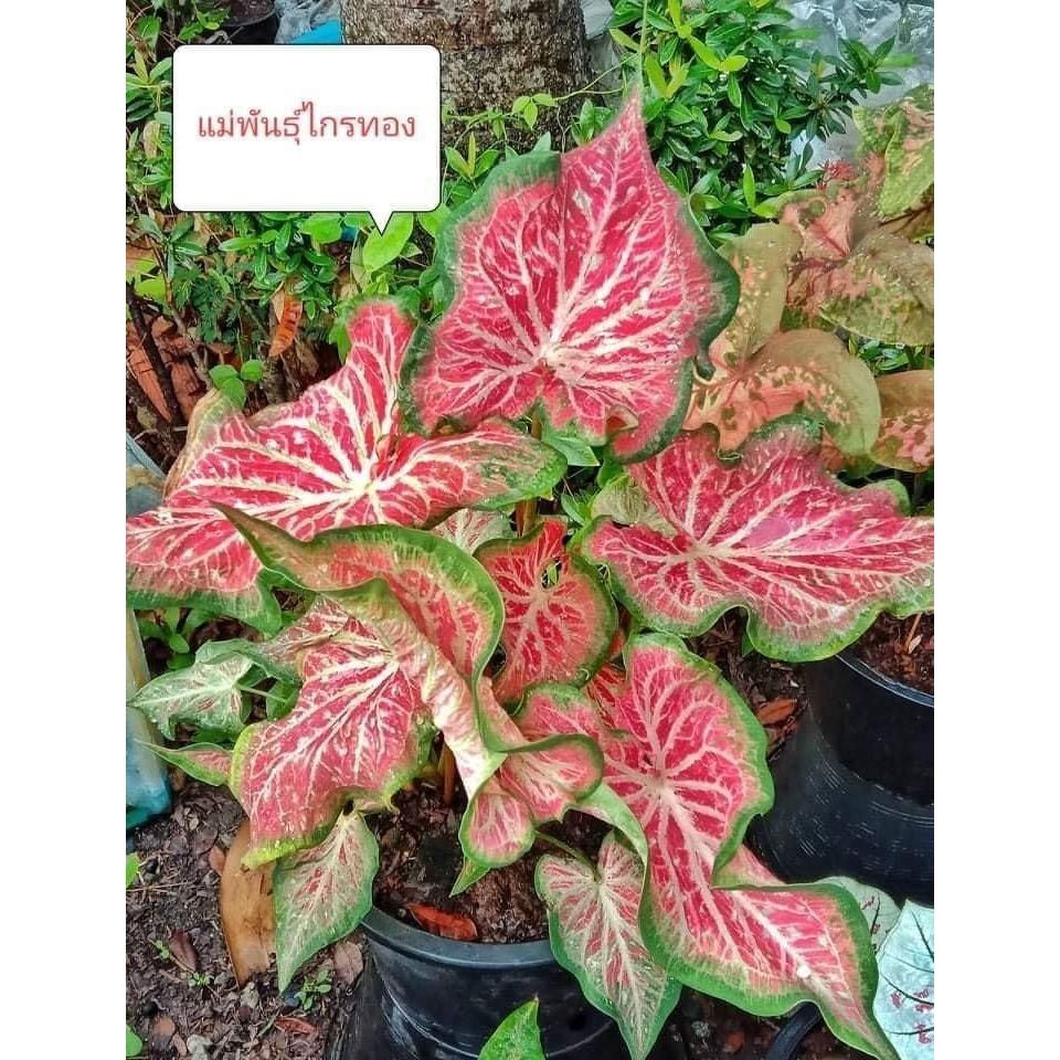 100 sementes caladium Fire Chief com manual de cultivo pronta entrega ...