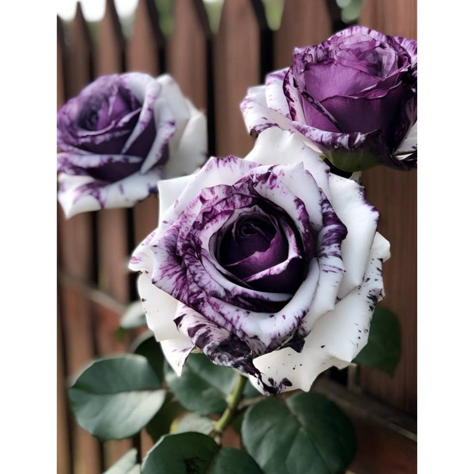 100 sementes rosa Grand Prix com manual de cultivo pronta entrega envio ...