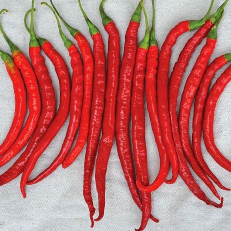 200 Sementes de Pimenta Cayenna Alongada. | Shopee Brasil