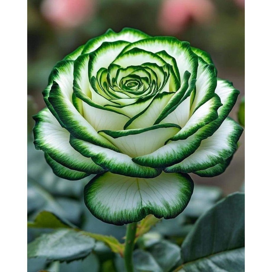 Imagem do produto 100 sementes Rosa 'Knock Out'  com manual de cultivo pronta entrega envio em 24h NV