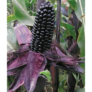 400 Sementes Milho Asteca Black Corn Preto ( Relíquia Agrícola).