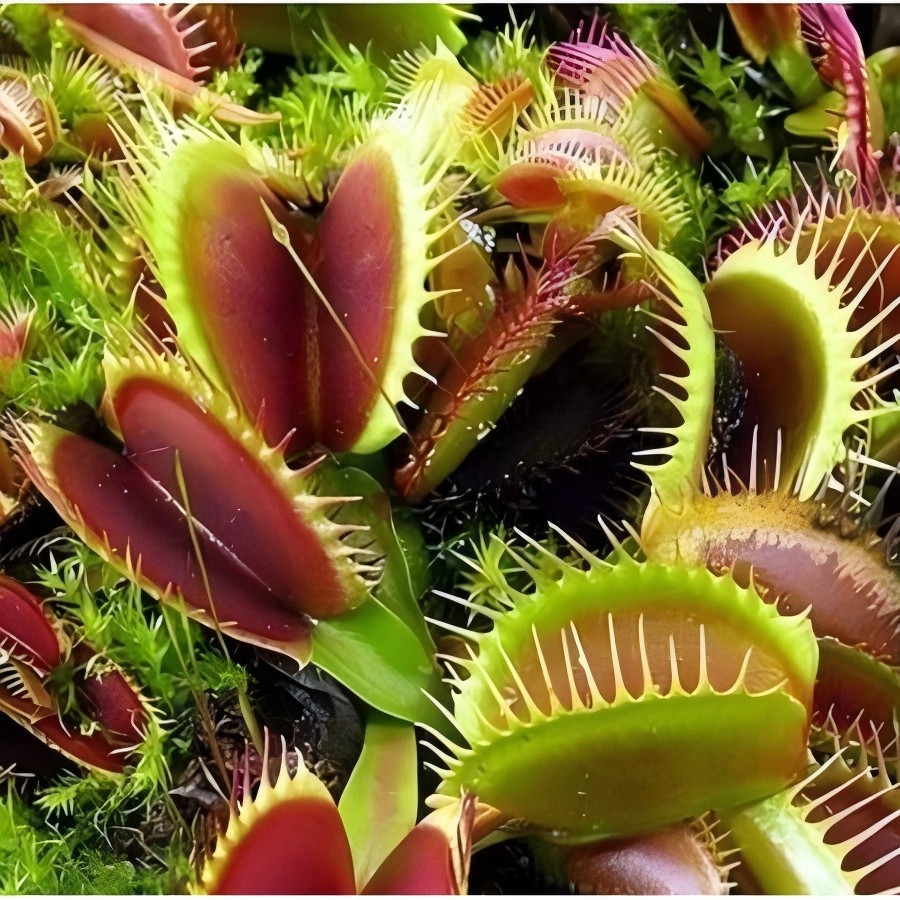 100 sementes de planta carnívora papa mosca b19 Premium